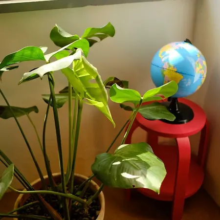 Casinha Pim Ferienhaus *